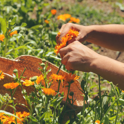 harvesting calendula flowers