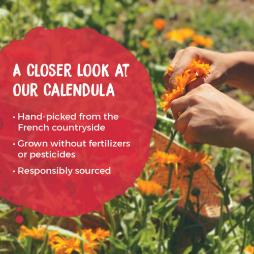 Calendula-Harvesting